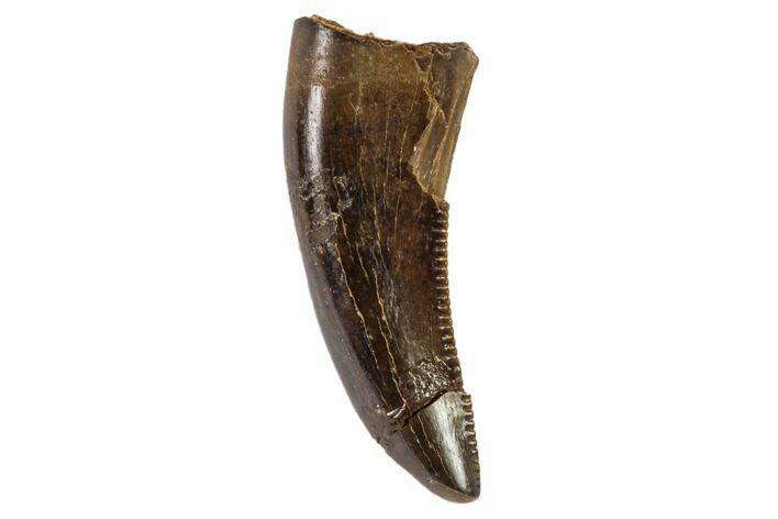 Small Theropod (Raptor) Tooth - Montana #106933